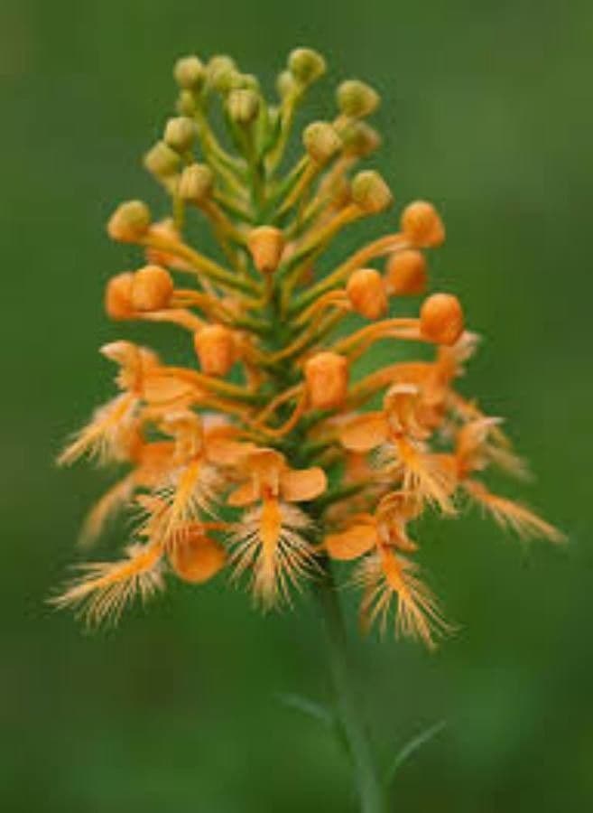 Platantera ciliare 5