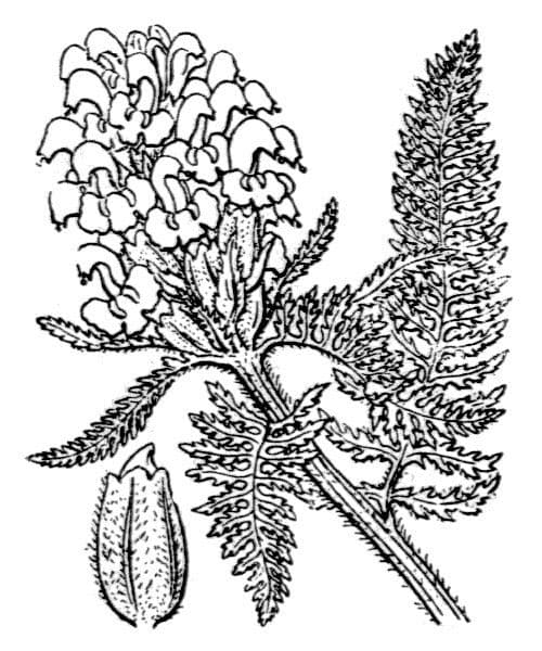 Pedicularis comosa 17