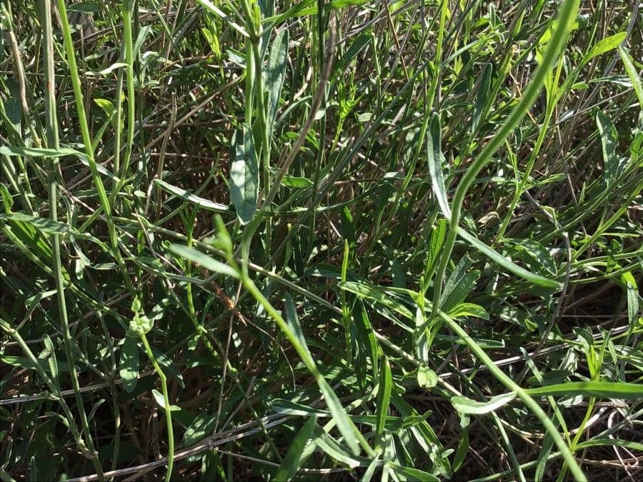 Sideritis 10