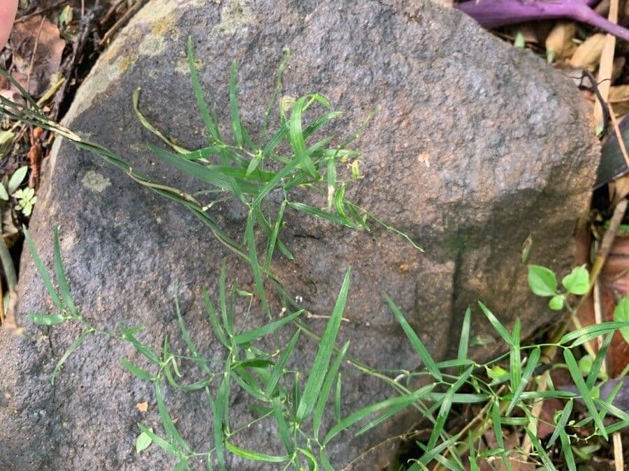 Geitonoplesium cymosum 3