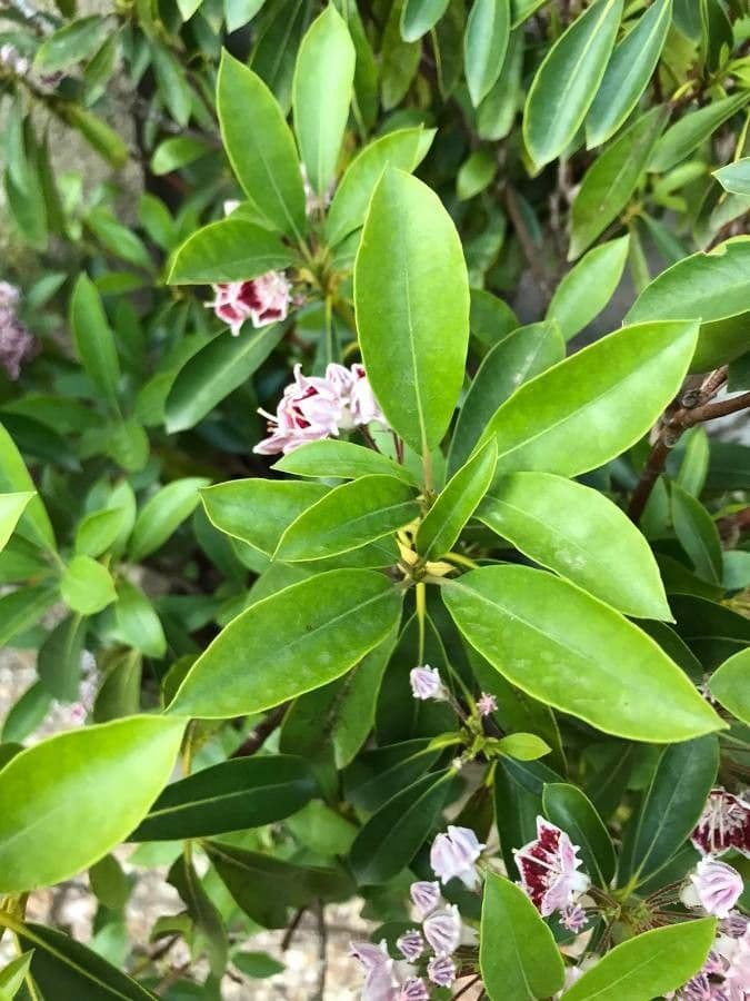 Kalmia szerokolistna 19