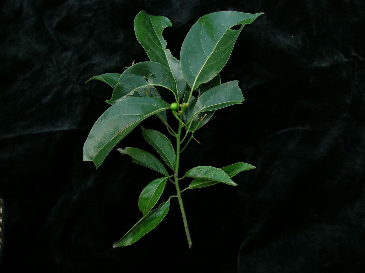 Cannella 6