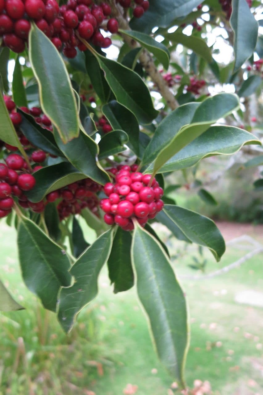 Ilex mitis 10