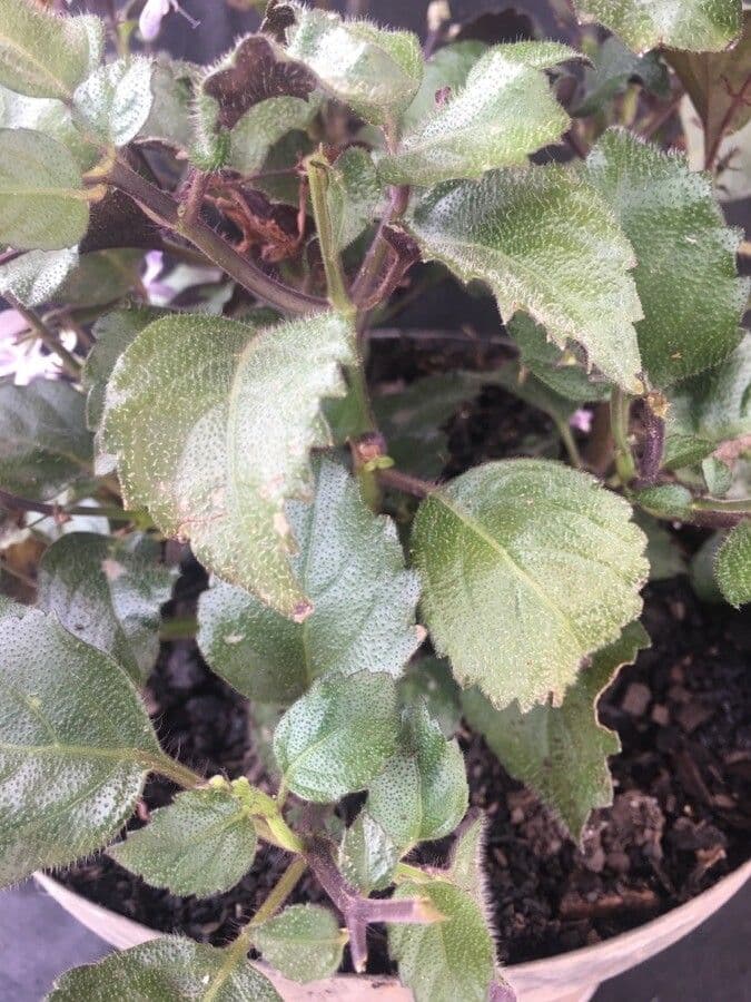 Plectranthus 12