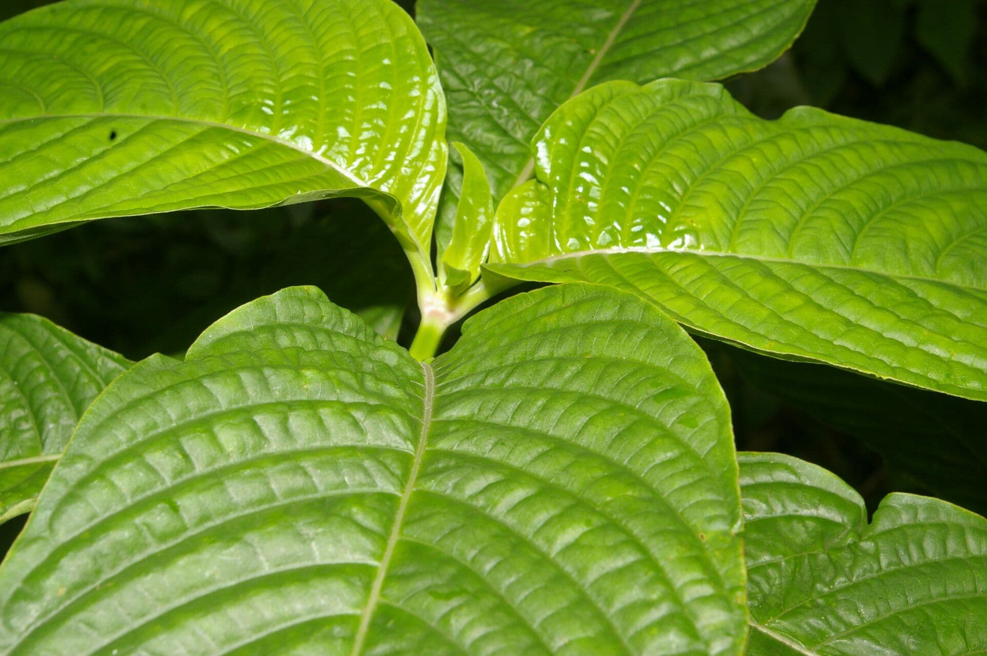 Palicourea 9