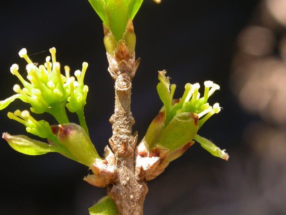 Forestiera 4