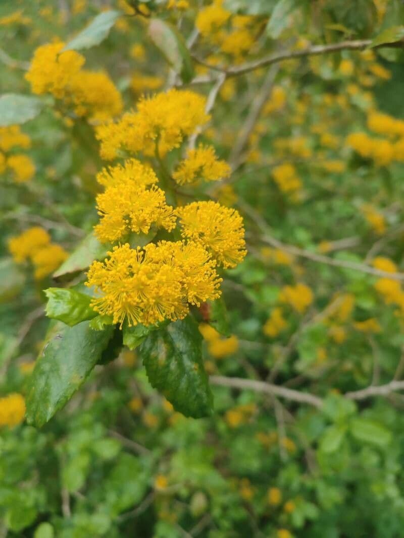 Azara 2