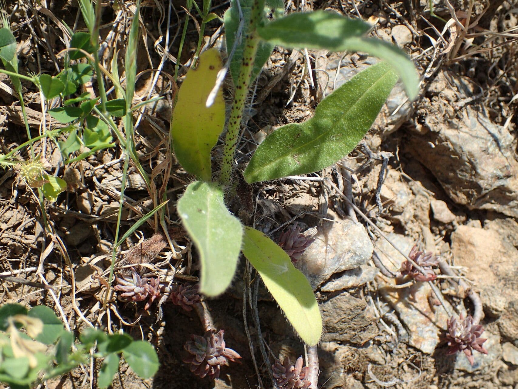 Echium cretico 13