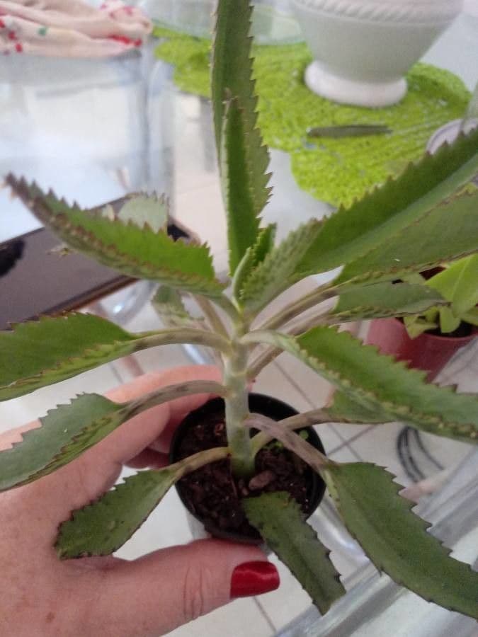 Kalanchoe 9