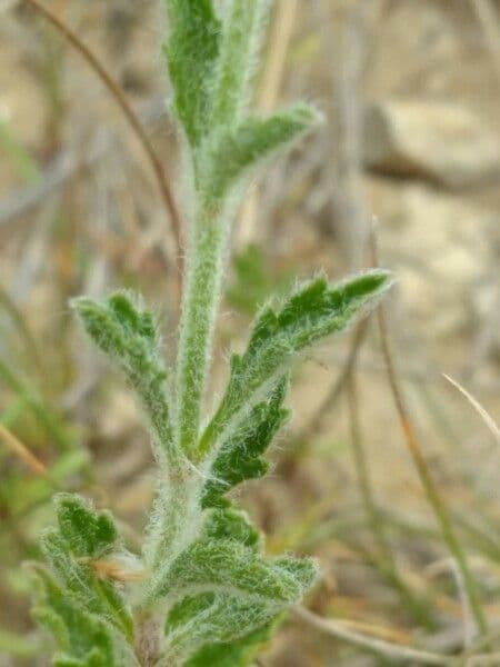 Sideritis hyssopifolia 22