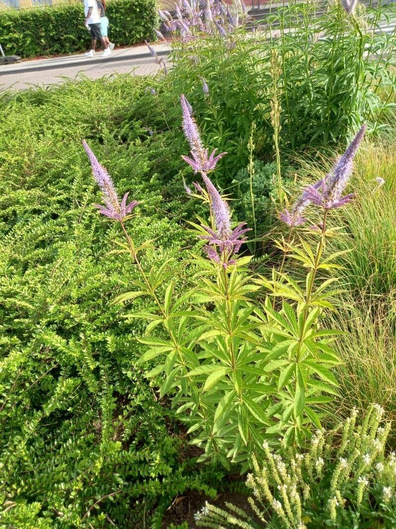 Veronicastrum 9