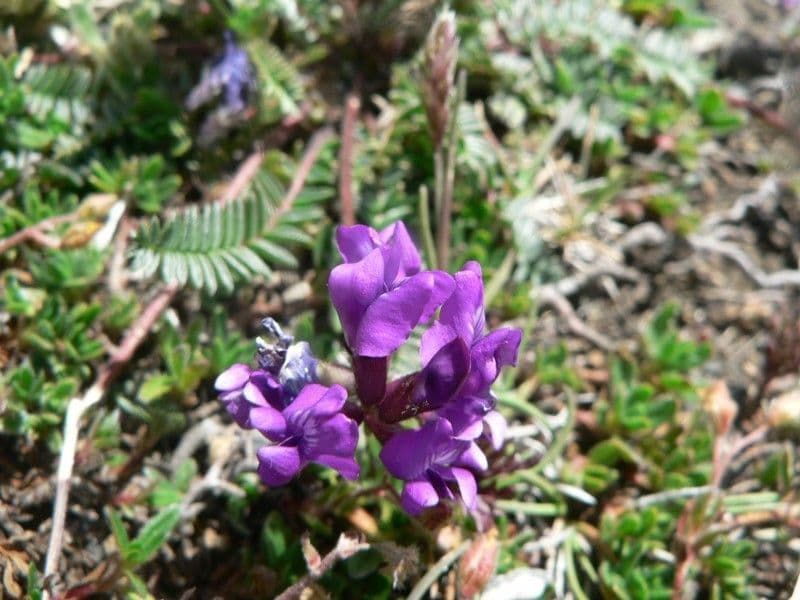 Oxitropis 9