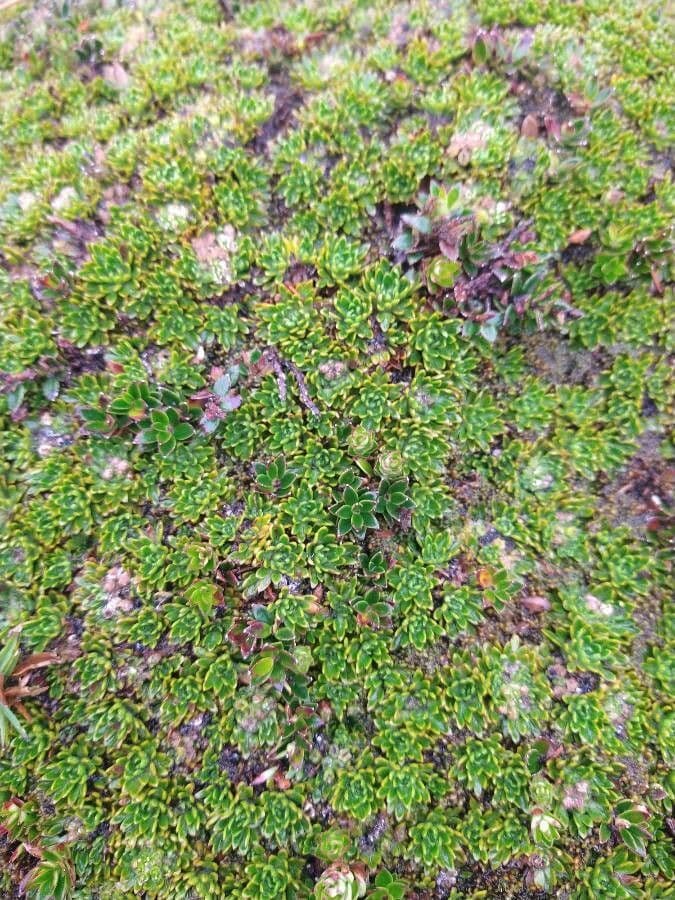 Azorella 19