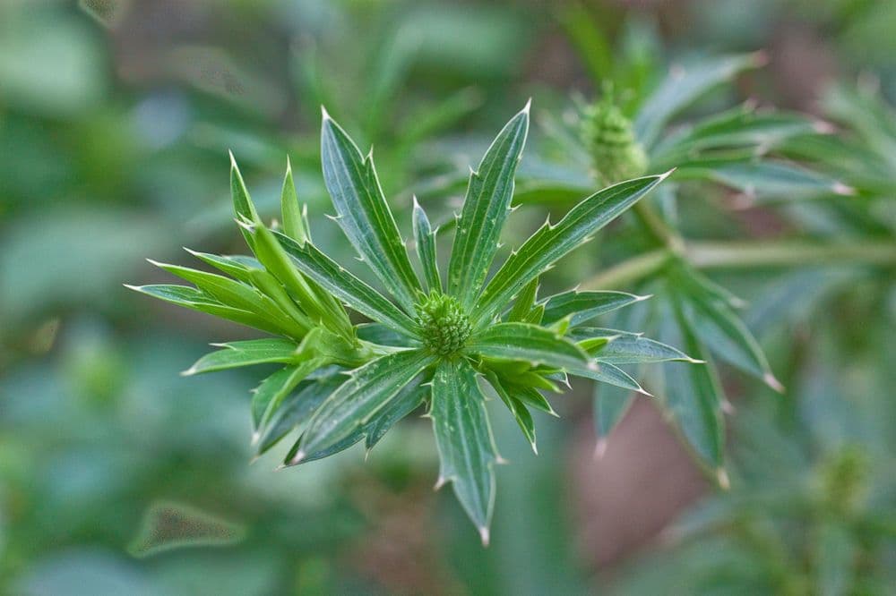 Eryngium foetidum 9