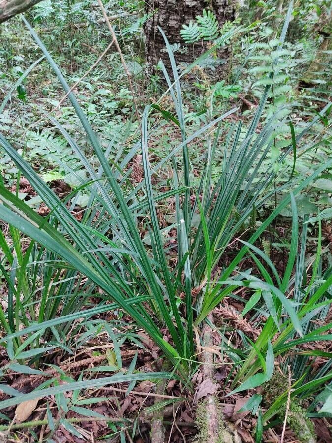 Scleria 9