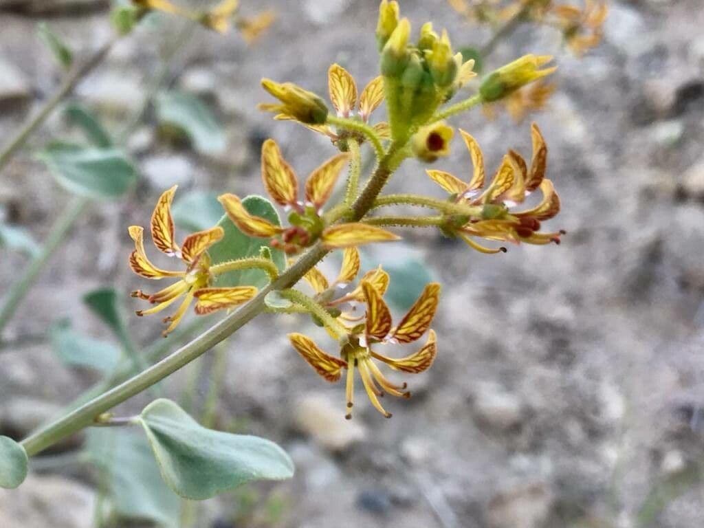 Cleome 2