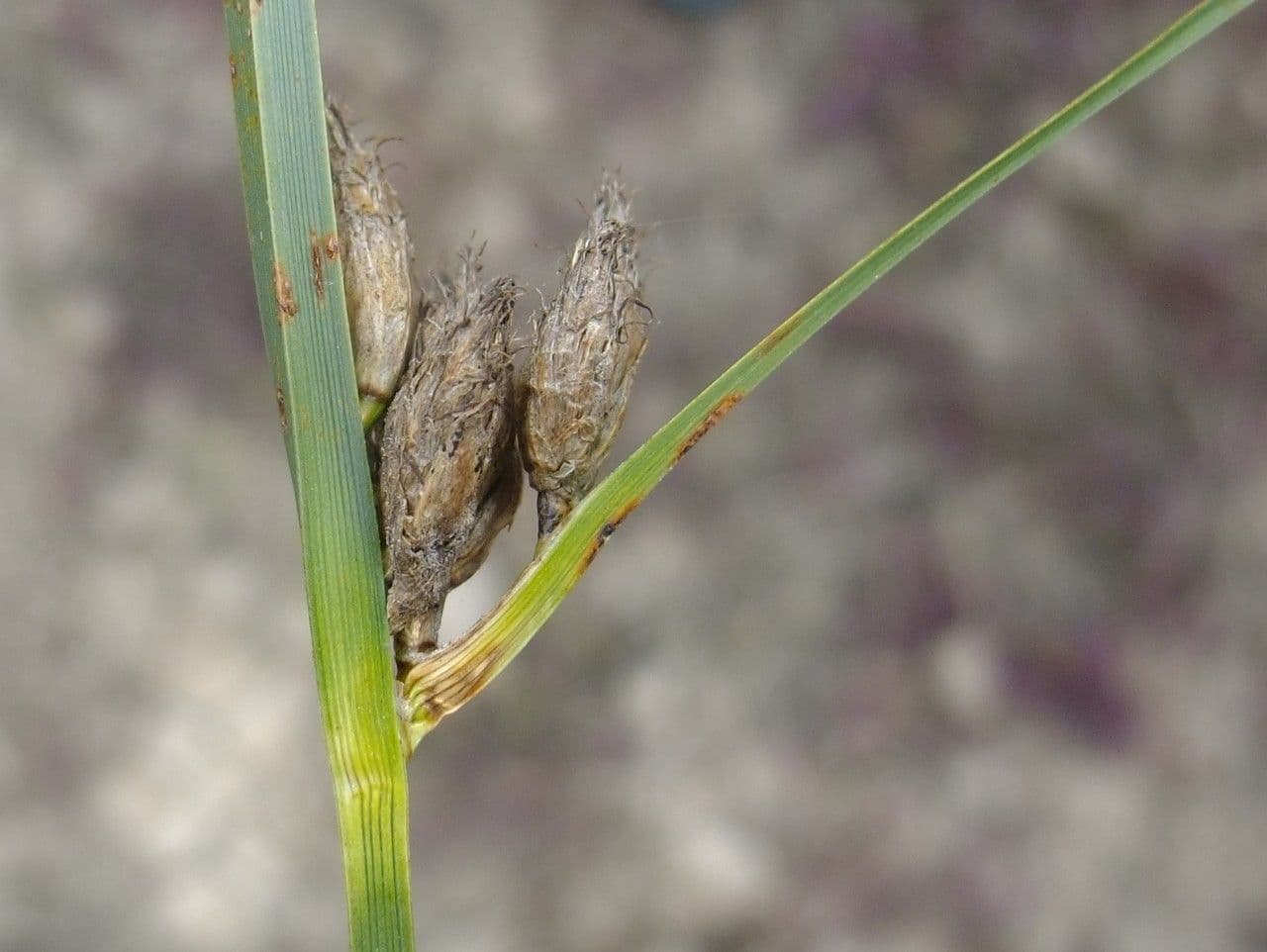 Lisca marittima