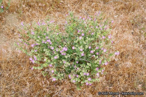 Mirabilis laevis 10