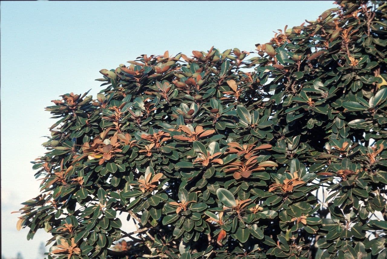 Sideroxylon