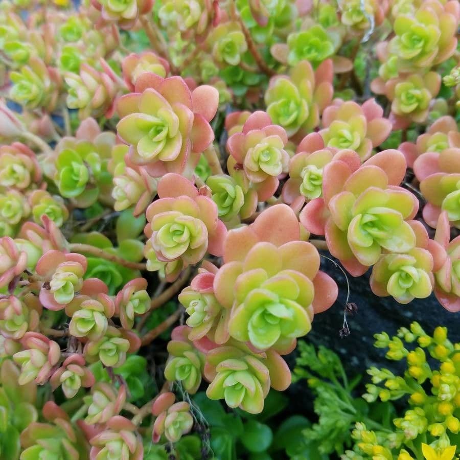 Sedum