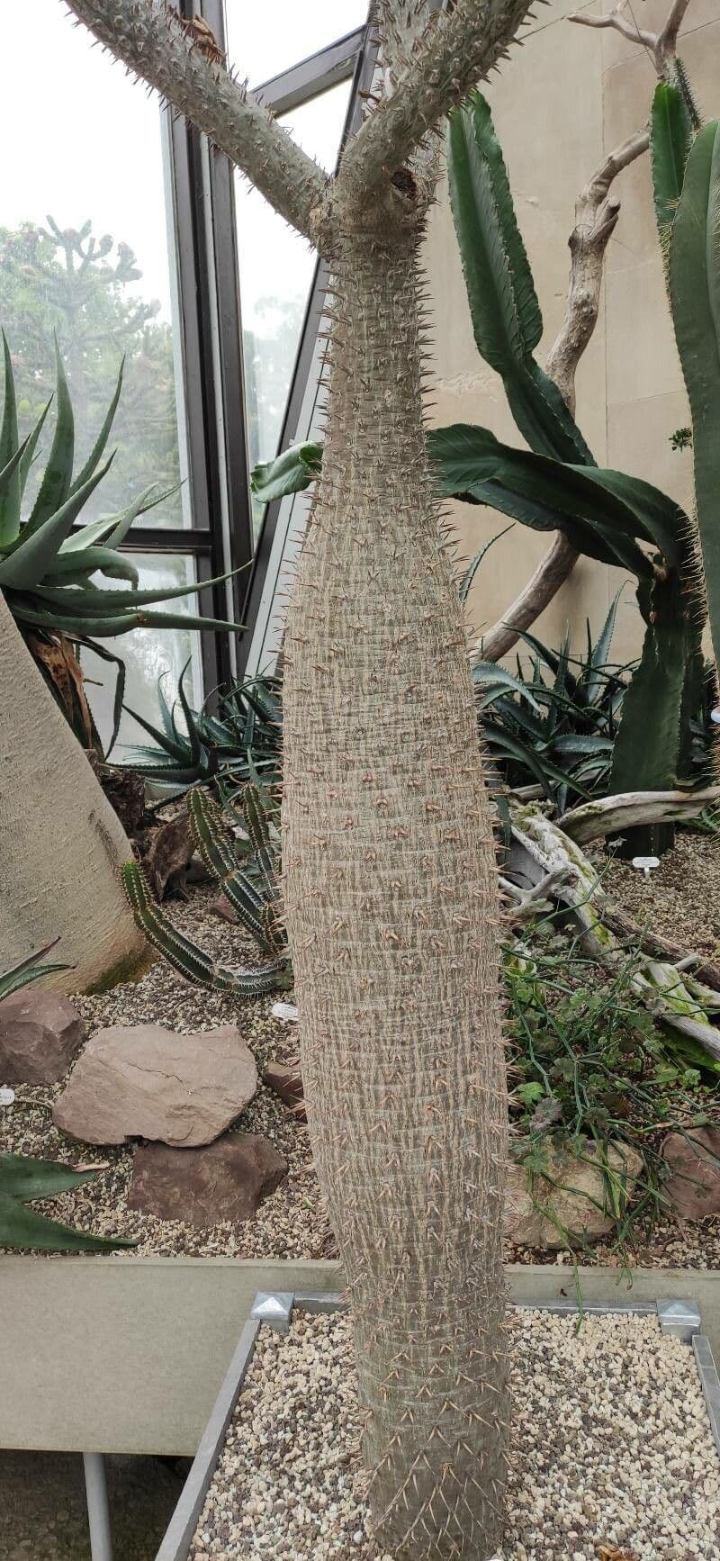 Madagaskar-Palme 9
