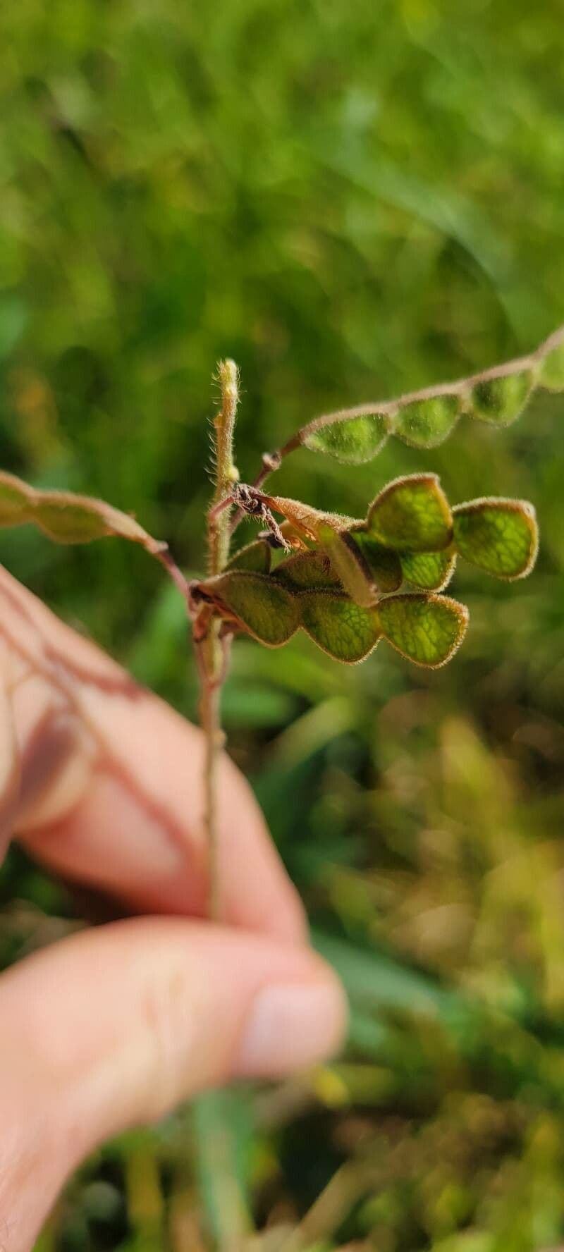 Desmodium canadese 19