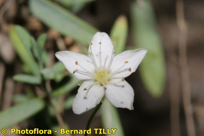 Moehringia 3