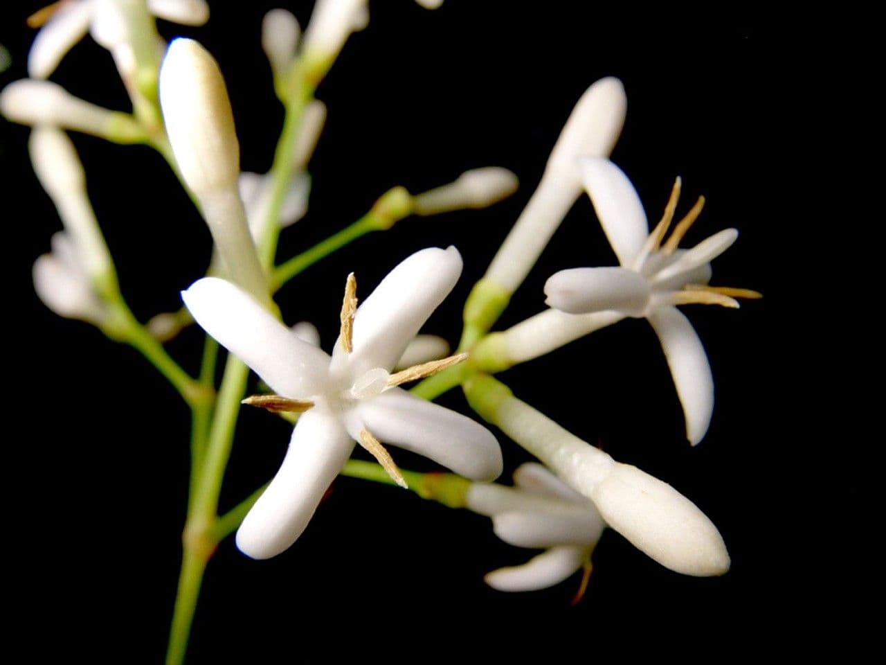 Ixora nicaraguense 4