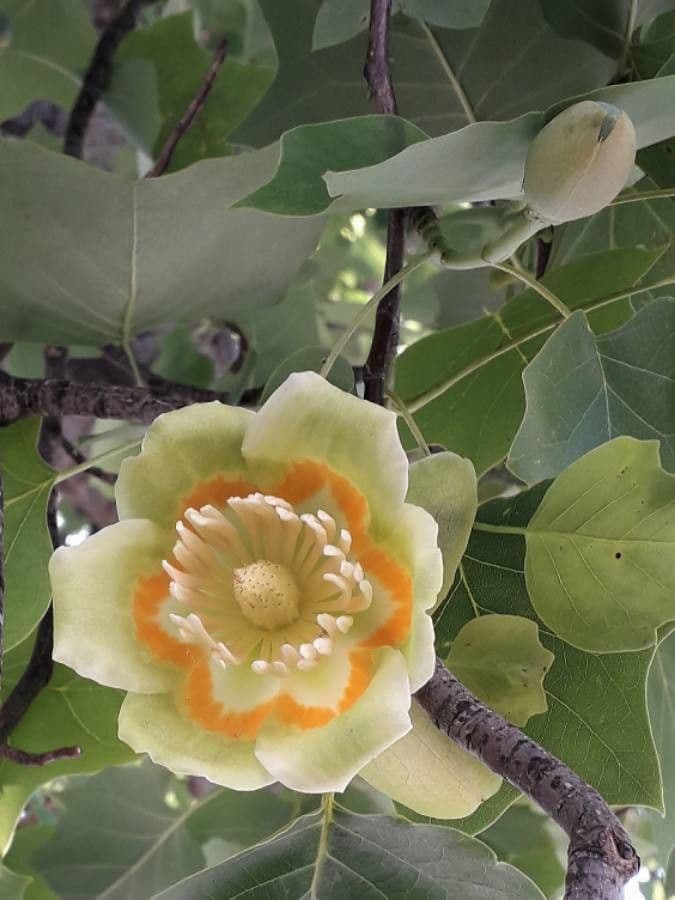 Tulipifero 7
