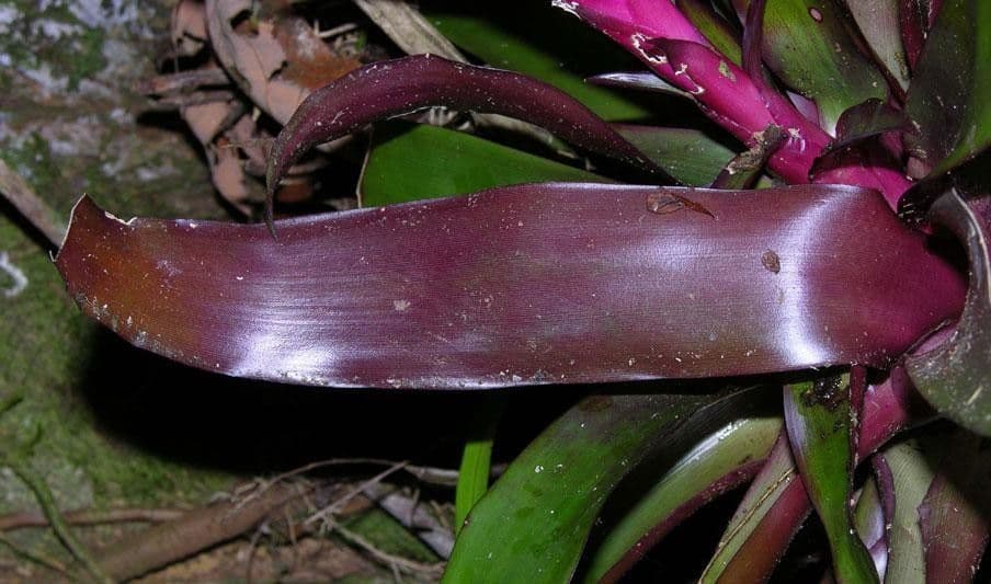 Vriesea eliconioide