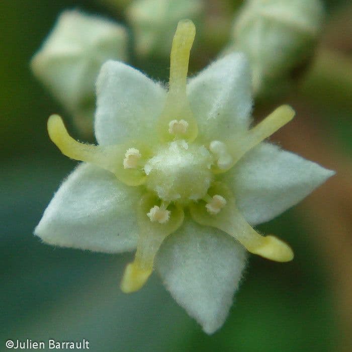 Commersonia bartramia 8