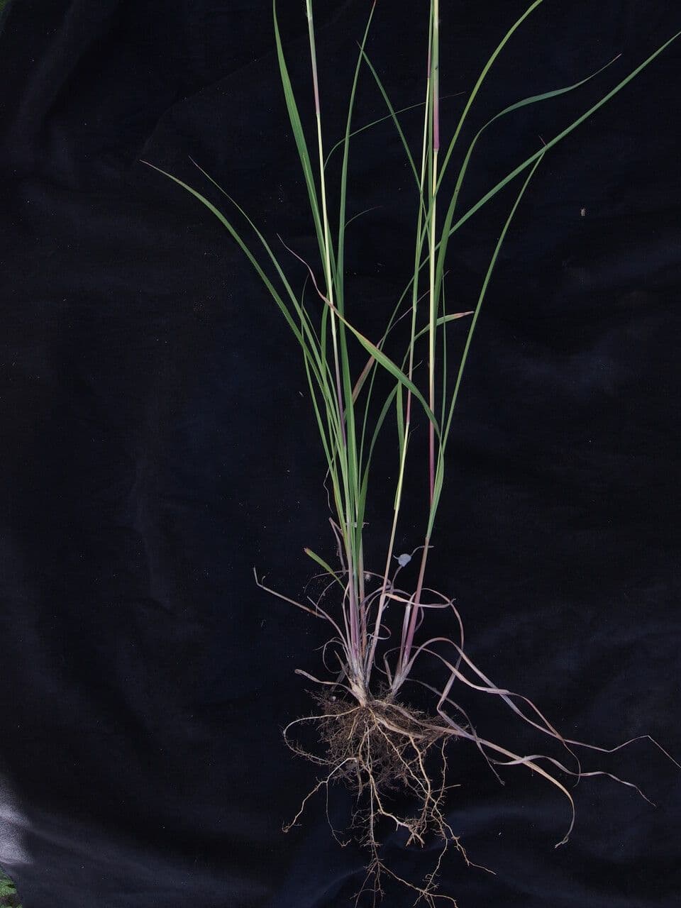 Themeda 2