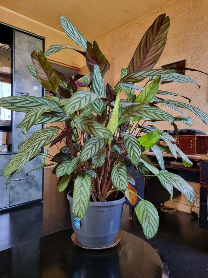Ctenanthe setosa 3