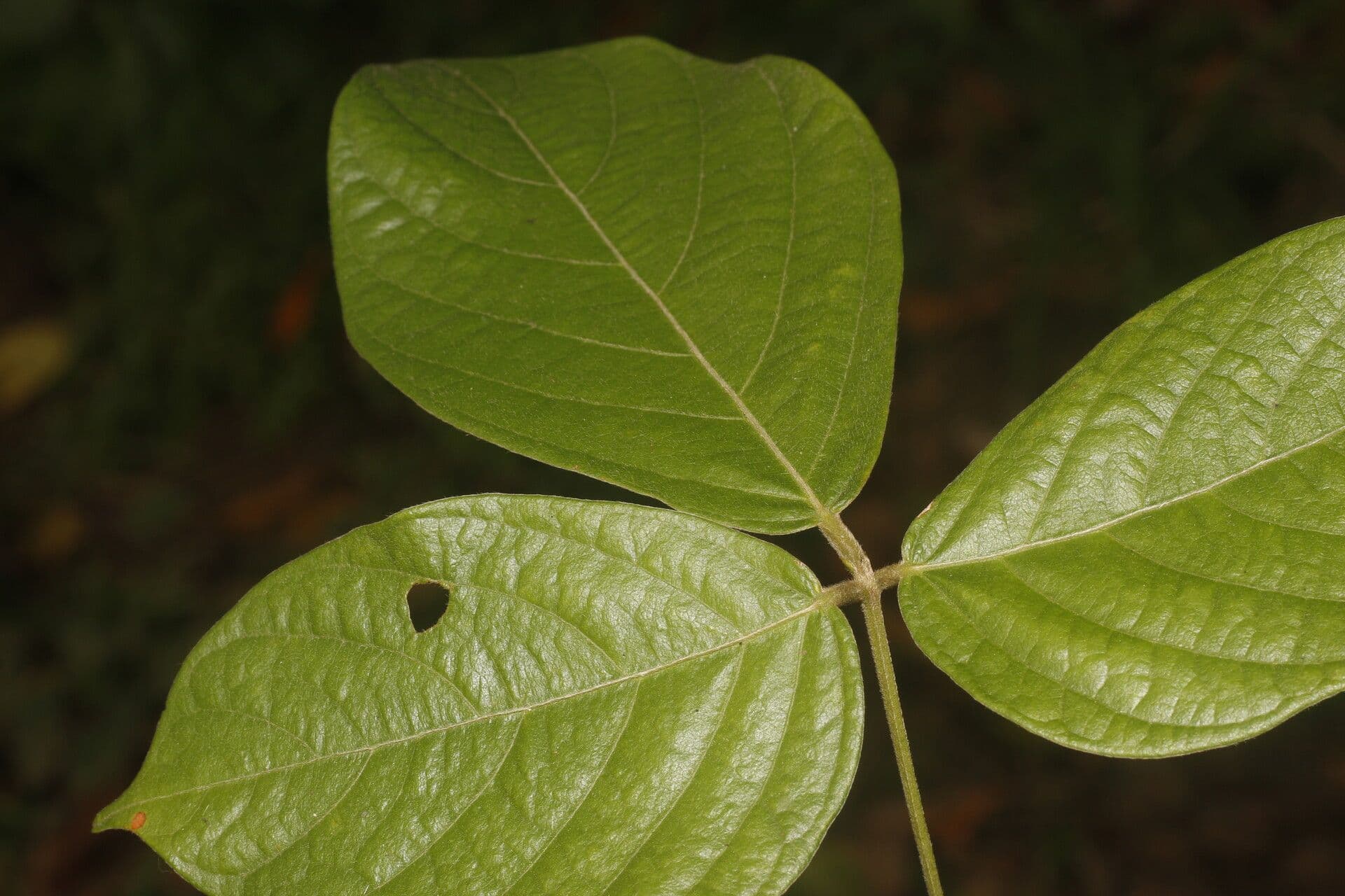 Dioclea 9
