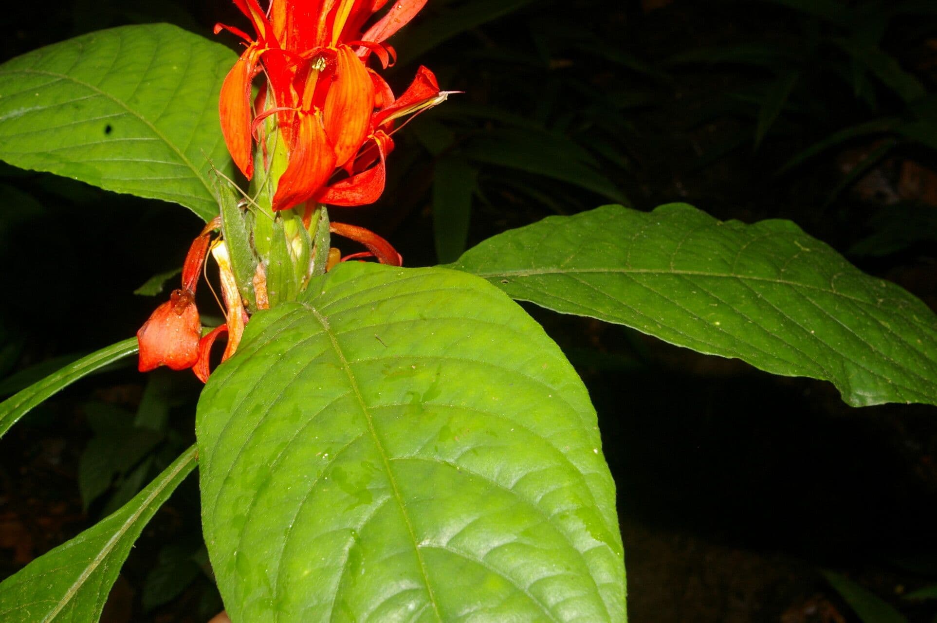 Aphelandra tridentata 5