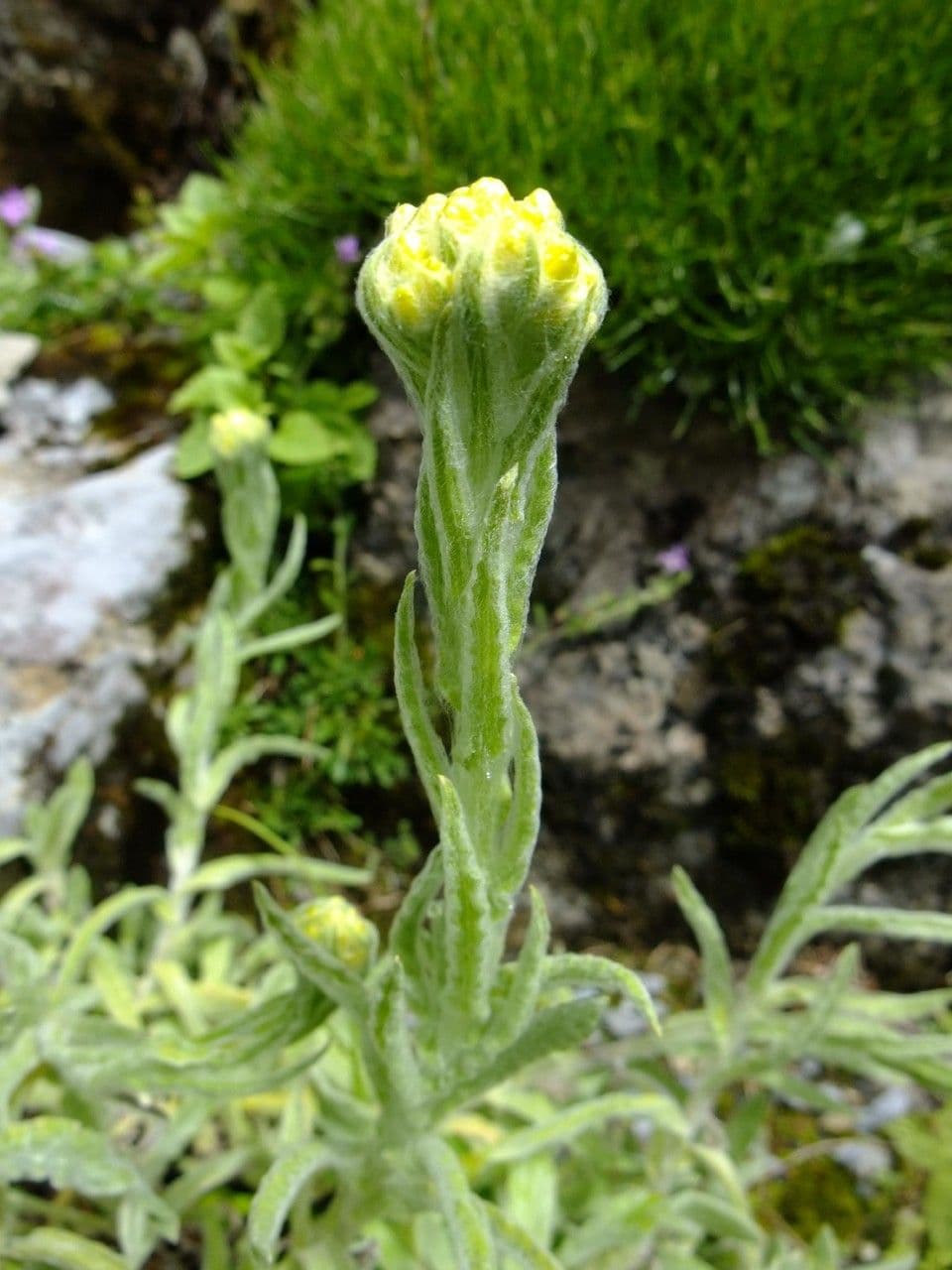 Elicriso