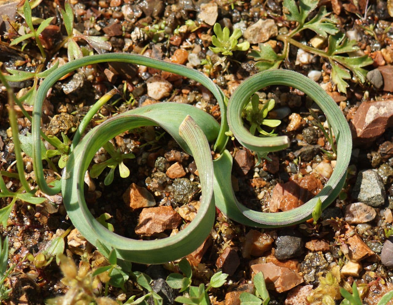 Bellevalia trifogliata 10
