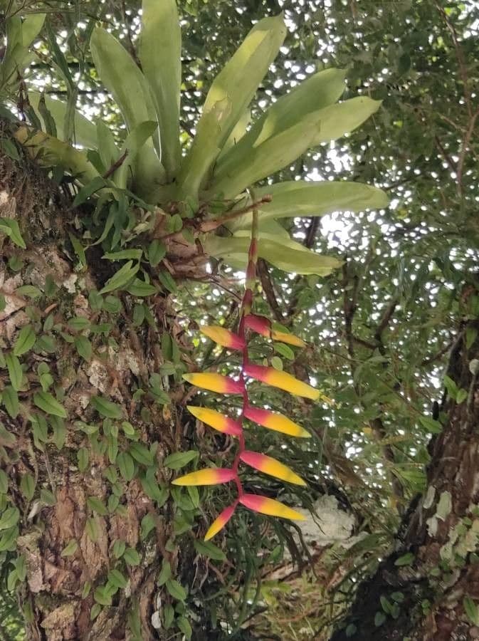 Vriesea 4