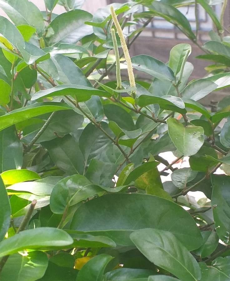 Pimienta tuberculada 17