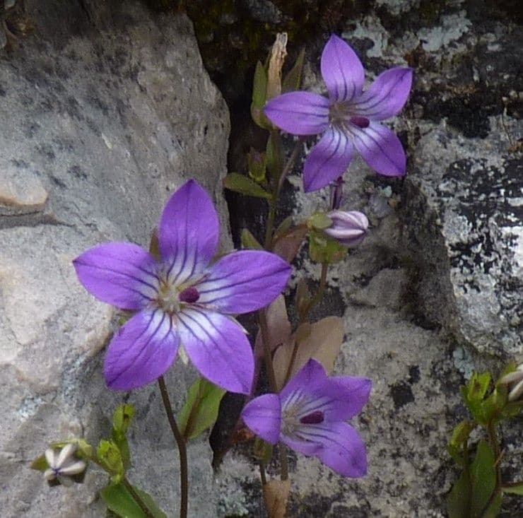 Campanula 3