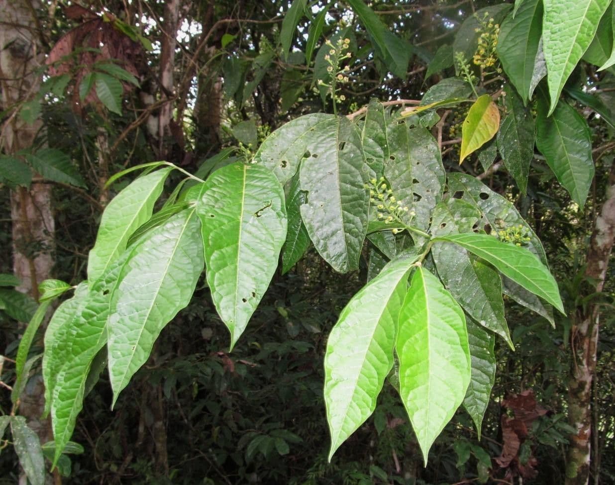 Bunchosia 10