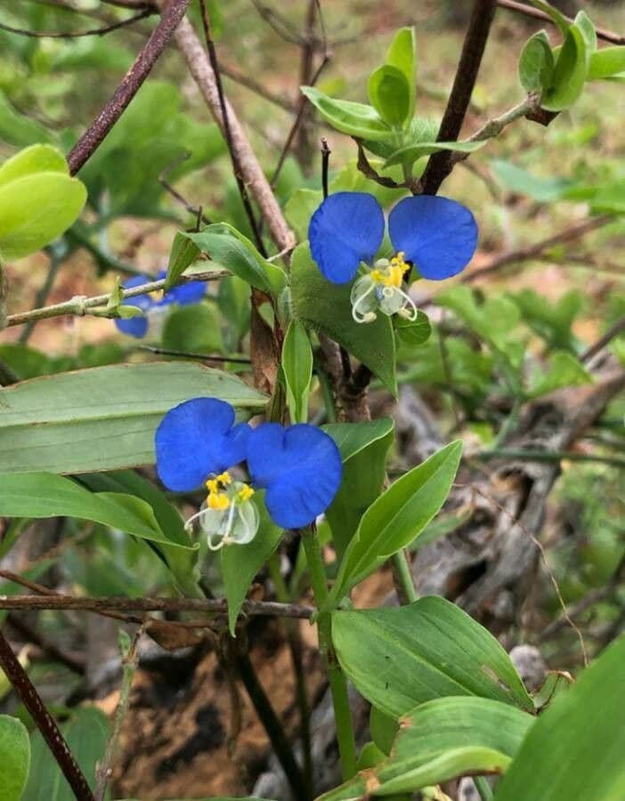 Flor de día 13