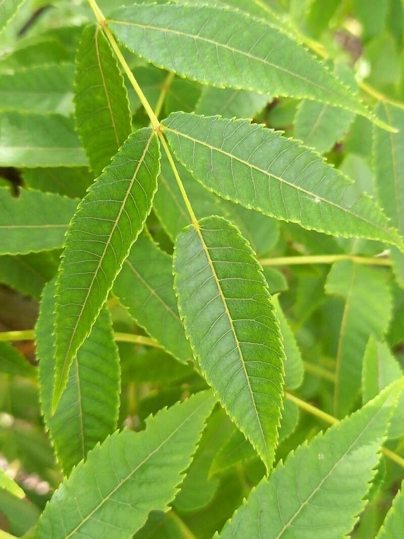 Platycarya strobilacea 13