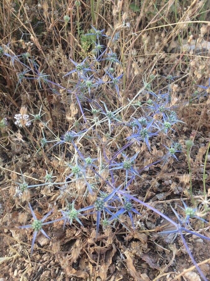 Panicaut crétois