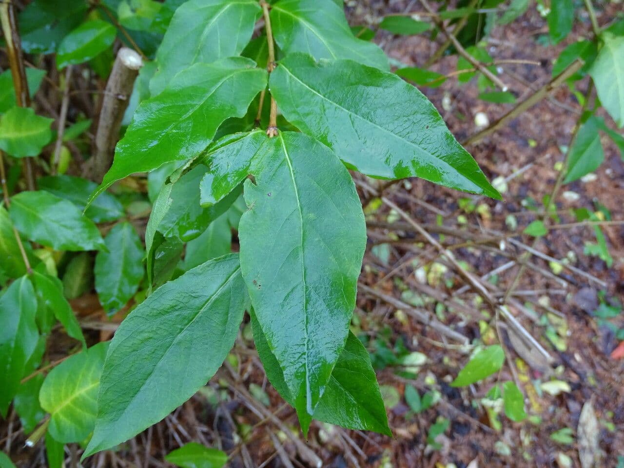 Caprifoglio 5