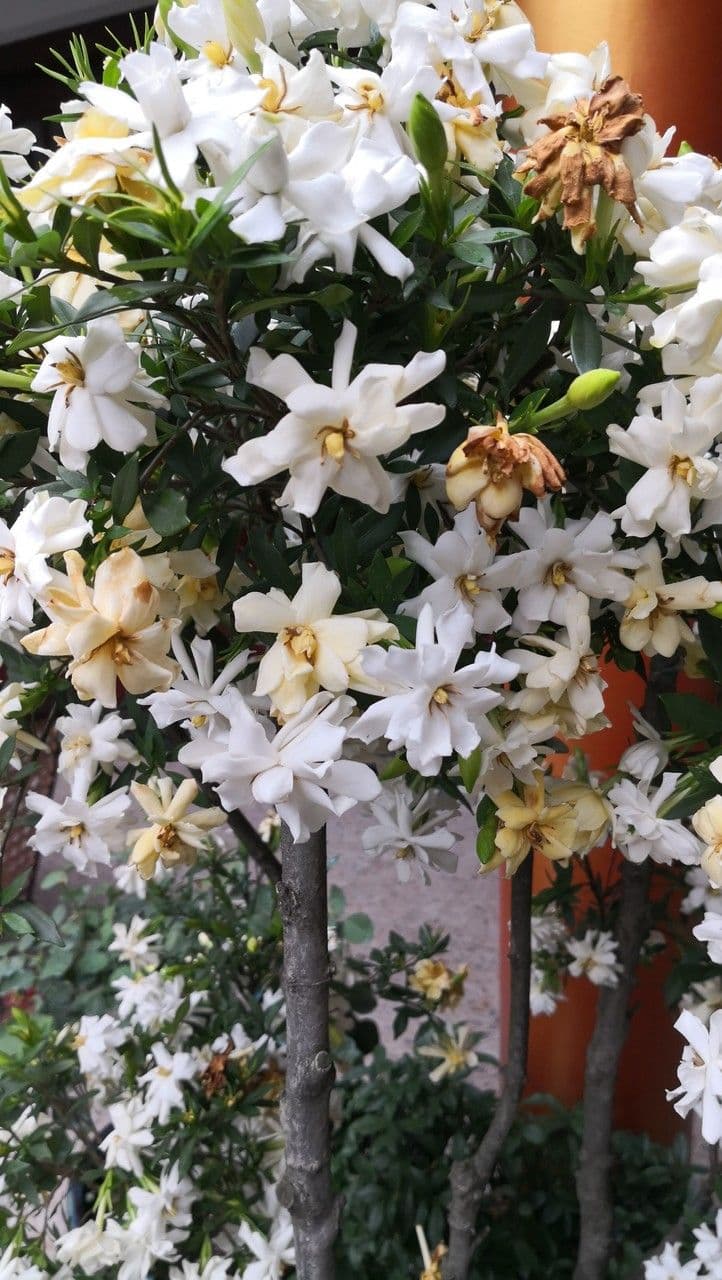Gardenia 12