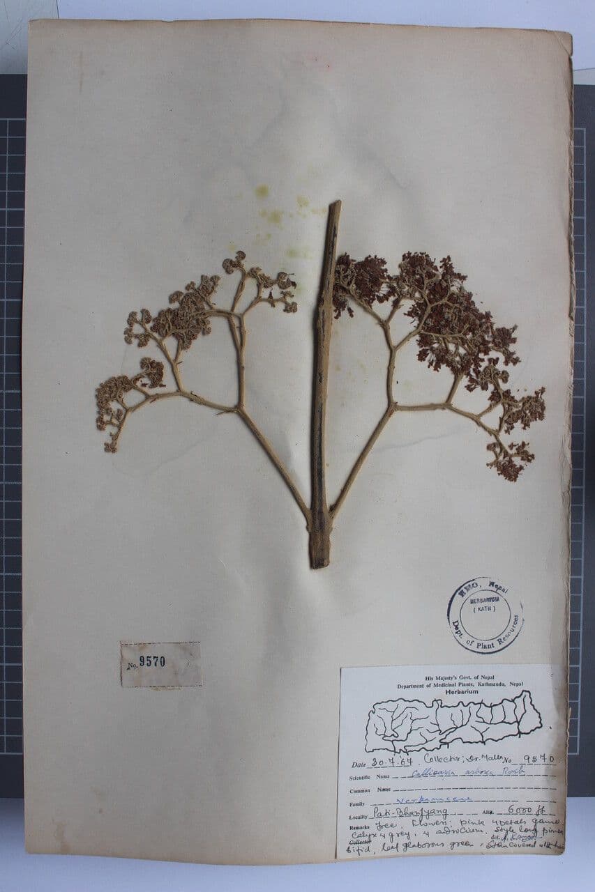 Callicarpa 5