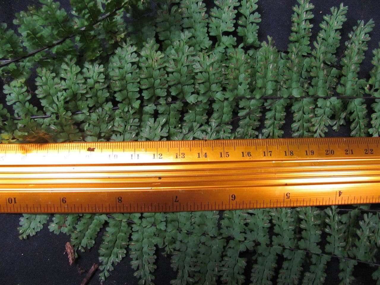 Asplénium 6