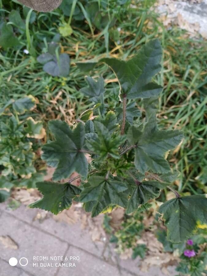 Malva minore 17