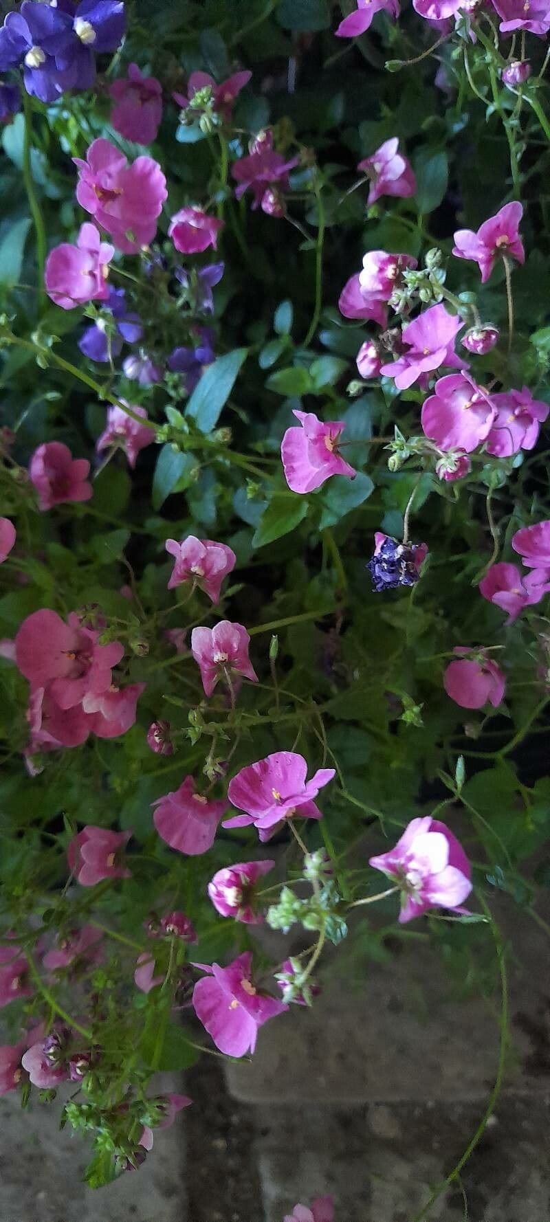 Diascia 15